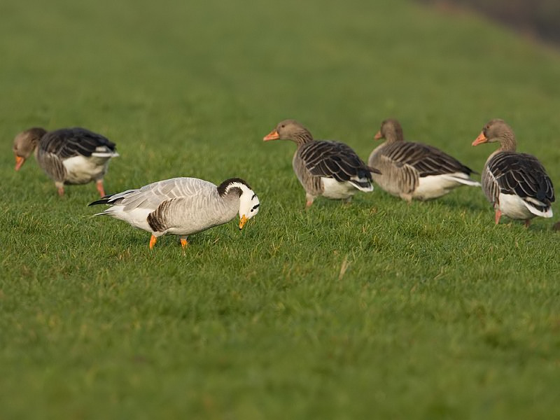 Anser Indicus Bar-headed Goose Indische Gans